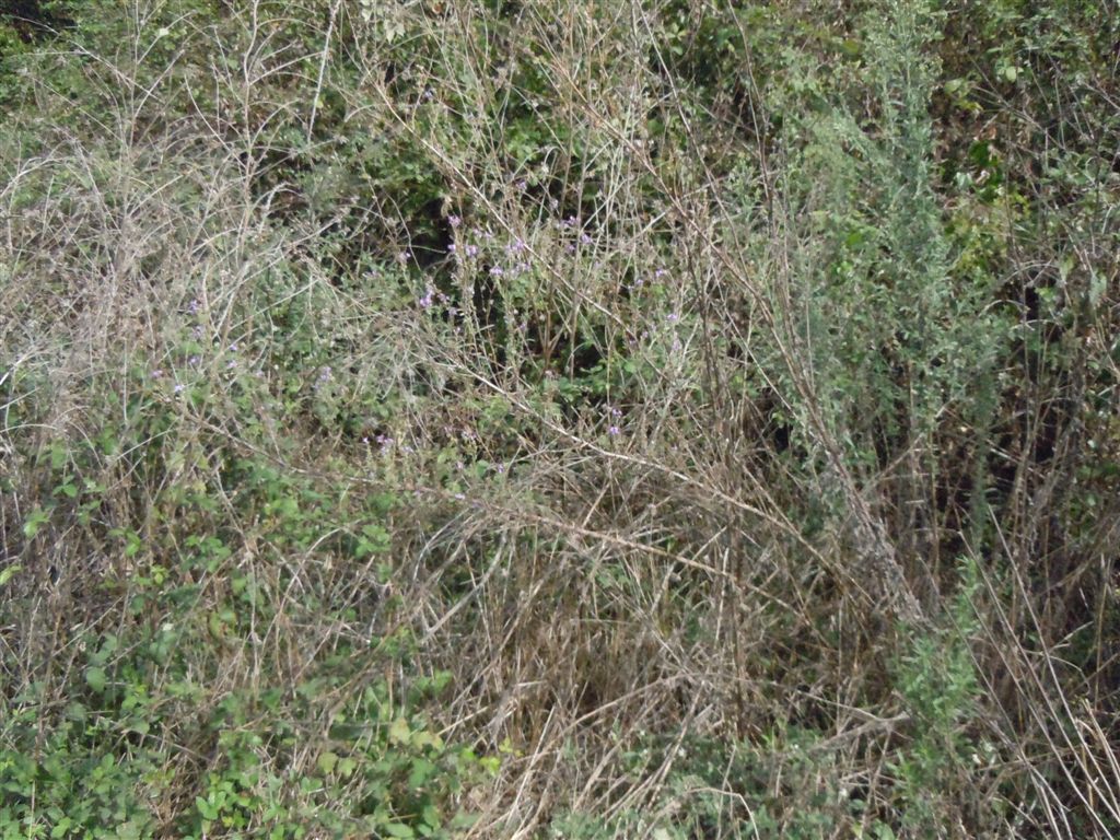 Linaria purpurea / Linajola purpurea
